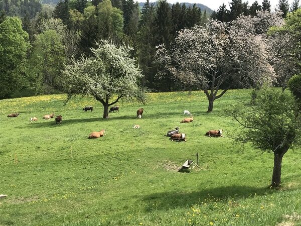 Les vaches de la ferme